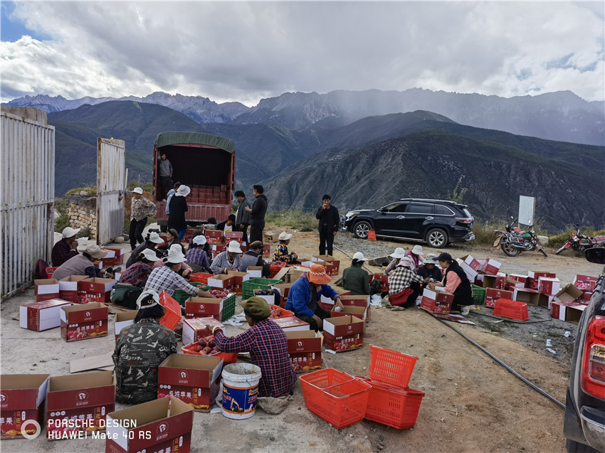 村民忙著采.jpg 村民忙著采.jpg