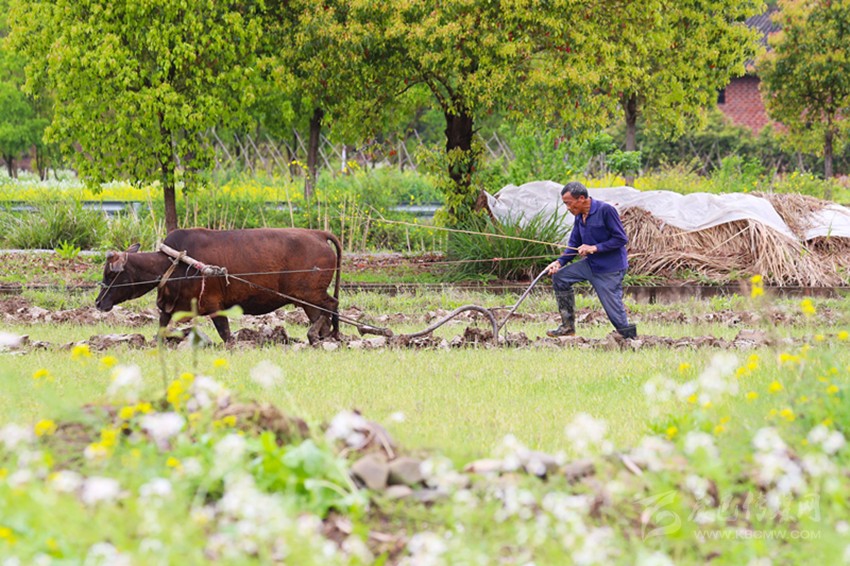 清明將至，各地農(nóng)事忙