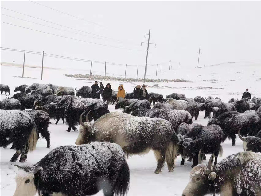地處“云端之上”生命禁區(qū)“的農(nóng)行石渠支行80后青年益西多吉說(shuō)”今年疫情流行，大伙冒雪下鄉(xiāng)送金融服務(wù)，新年首日就為農(nóng)戶發(fā)放了3000多萬(wàn)元，點(diǎn)亮百姓牦牛致富夢(mèng)，疫情終將過(guò)去，筑夢(mèng)春天，我們協(xié)力點(diǎn)燃牧民發(fā)展信心“.jpg