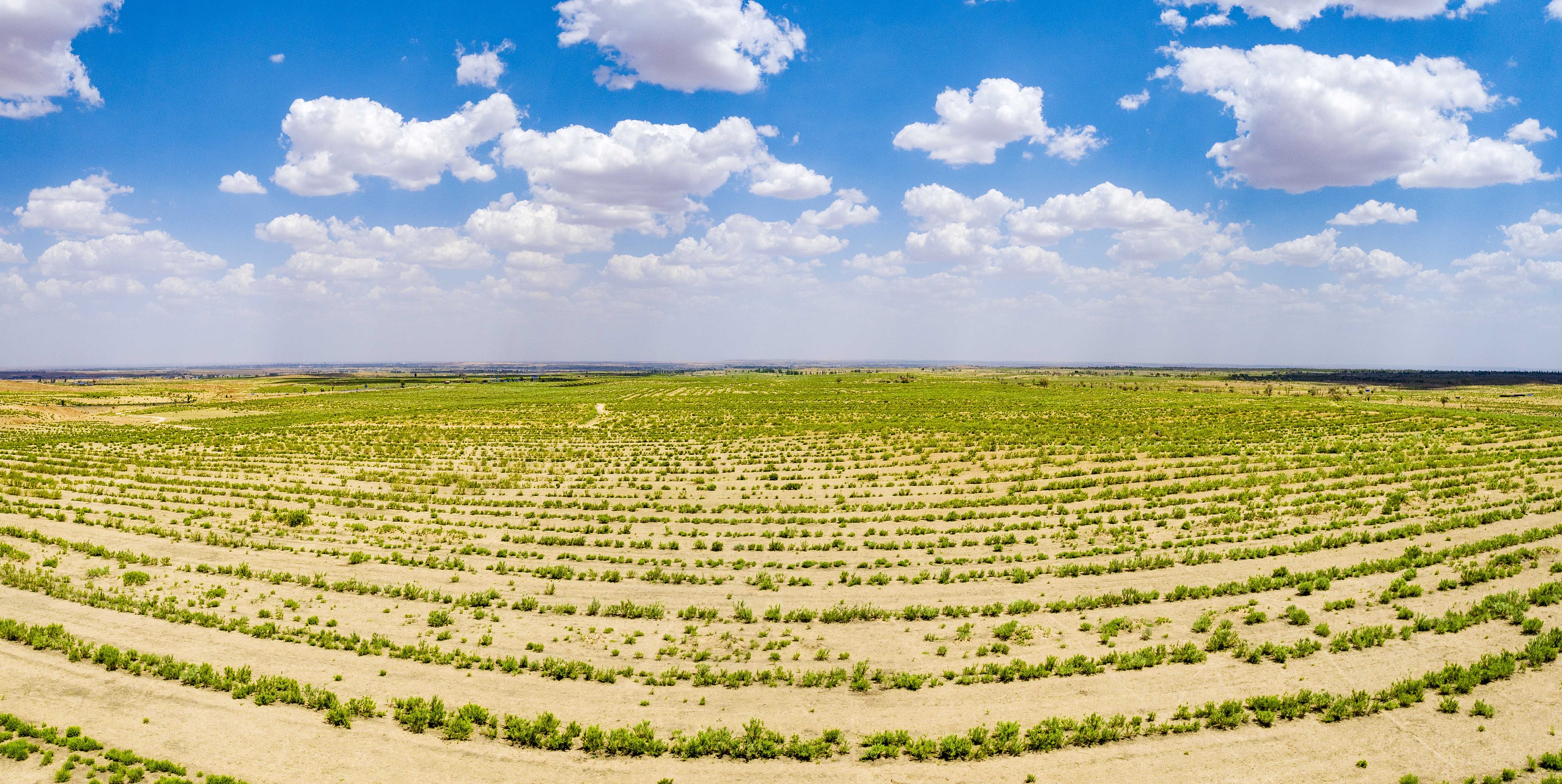 2023年6月7日，內(nèi)蒙古鄂爾多斯，毛烏素沙漠。
